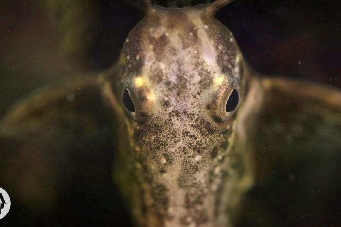 Upside-Down Catfish Doesn't Care What You Think: asset-mezzanine-16x9