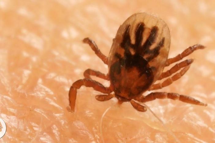 How Ticks Dig In With a Mouth Full of Hooks: asset-mezzanine-16x9