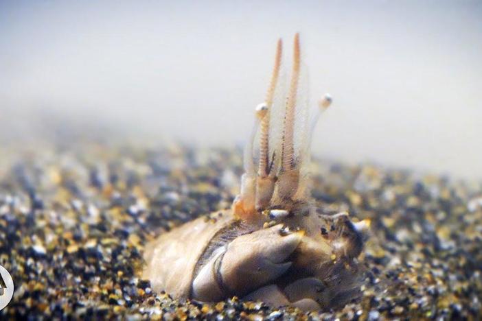 For Pacific Mole Crabs It's Dig or Die: asset-mezzanine-16x9