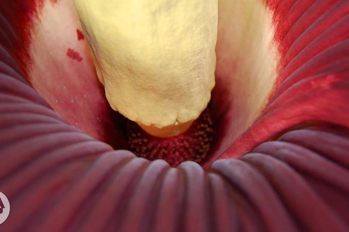 This Plant Looks Like Raw Meat and Smells Like Dead Rat: asset-mezzanine-16x9