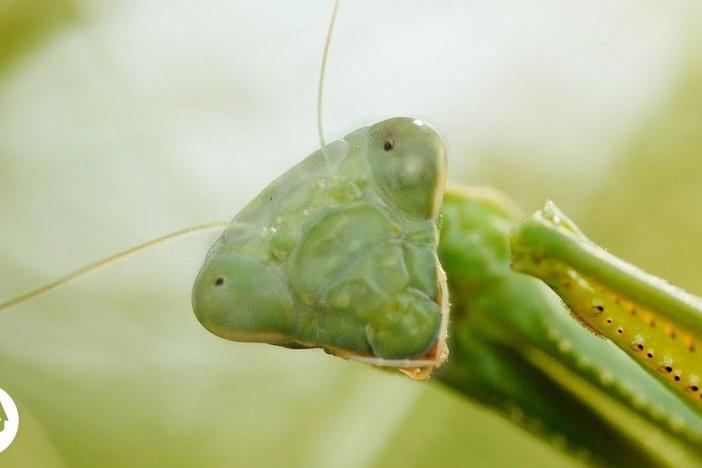 Praying Mantis Love is Waaay Weirder Than You Think: asset-mezzanine-16x9