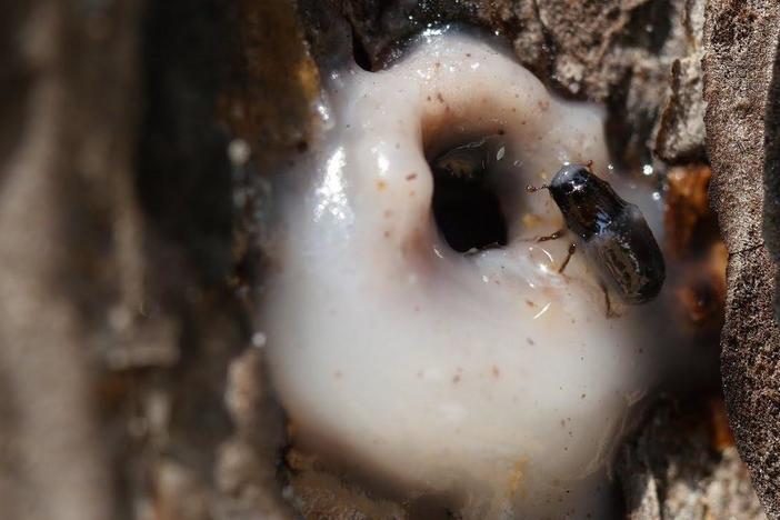 It’s a Goopy Mess When Pines and Beetles Duke it Out: asset-mezzanine-16x9