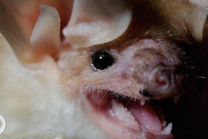 These Whispering, Walking Bats Are Onto Something: asset-mezzanine-16x9