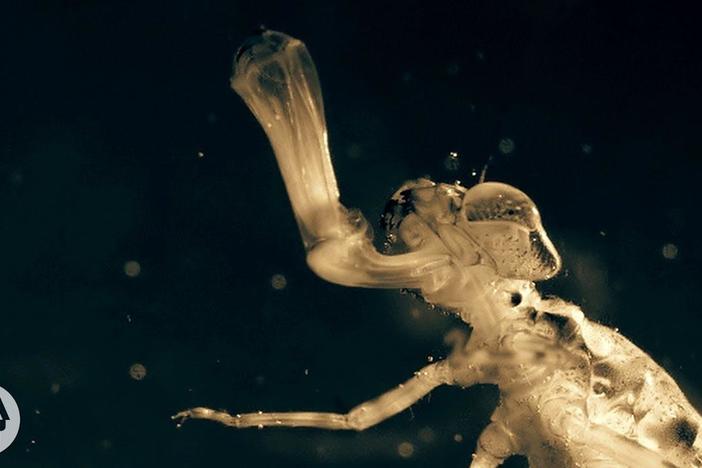 A Baby Dragonfly's Mouth Will Give You Nightmares: asset-mezzanine-16x9