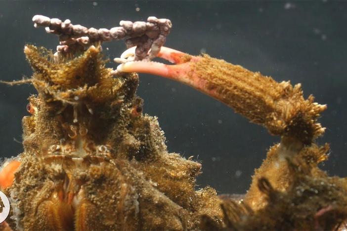 Decorator Crabs Make High Fashion at Low Tide: asset-mezzanine-16x9