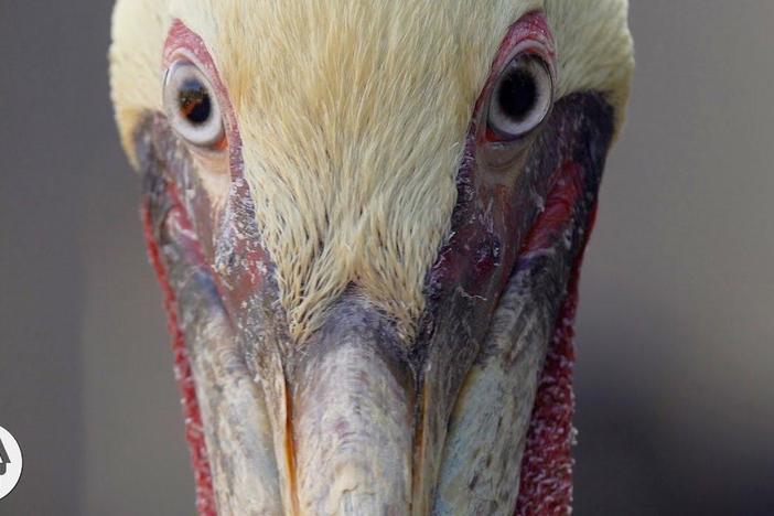 How Do Pelicans Survive Their Death-Defying Dives?: asset-mezzanine-16x9