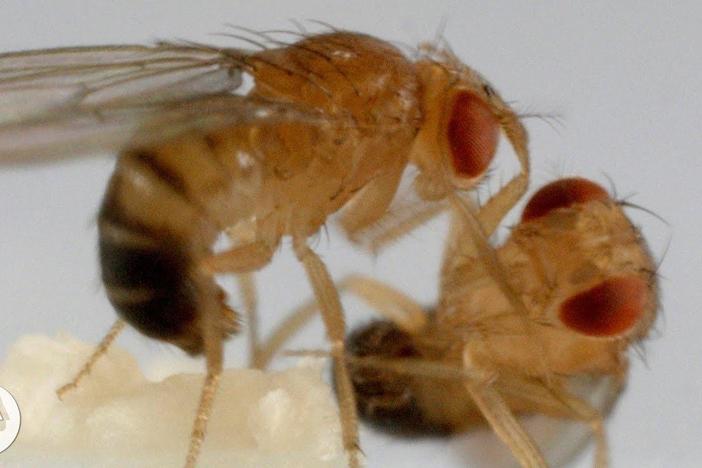 These Fighting Fruit Flies Are Superheroes of Brain Science: asset-mezzanine-16x9