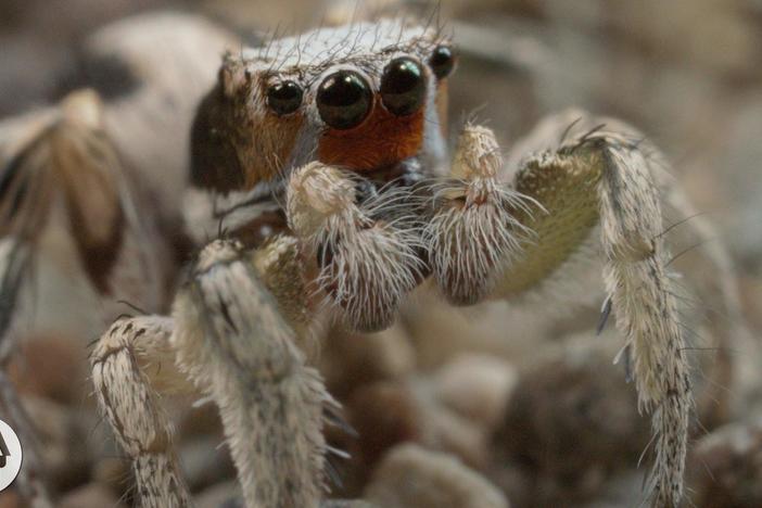 For These Tiny Spiders, It's Sing or Get Served: asset-mezzanine-16x9