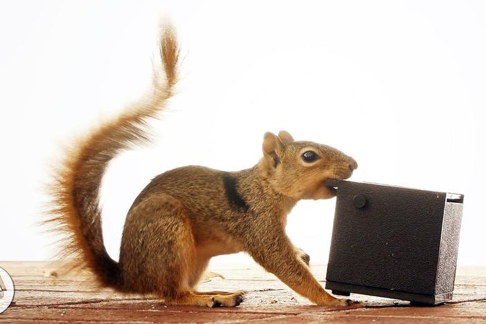 Watch These Frustrated Squirrels Go Nuts!: asset-mezzanine-16x9