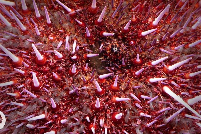 Sea Urchins Pull Themselves Inside Out to be Reborn: asset-mezzanine-16x9