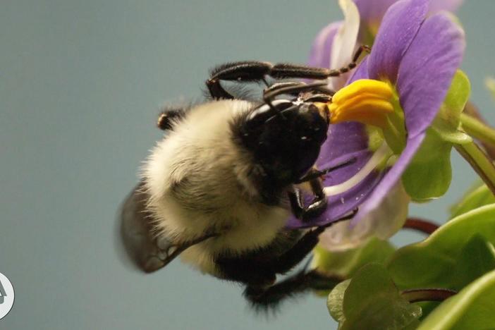 This Vibrating Bumblebee Unlocks a Flower's Hidden Treasure: asset-mezzanine-16x9