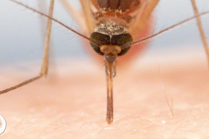 How Mosquitoes Use Six Needles to Suck Your Blood: asset-mezzanine-16x9
