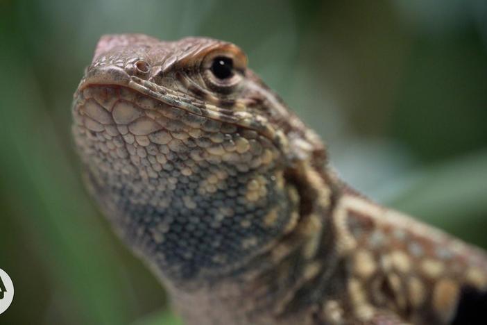 Lizards: A Game of Genetic Rock-Paper-Scissors: asset-mezzanine-16x9