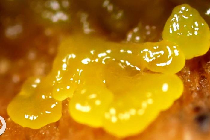 This Pulsating Slime Mold Comes in Peace: asset-mezzanine-16x9