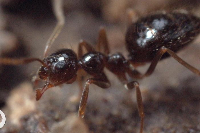 Winter is Coming For These Argentine Ant Invaders: asset-mezzanine-16x9