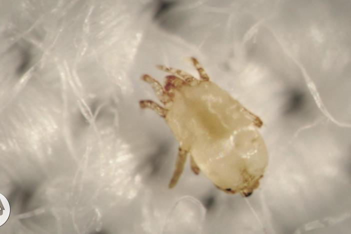 Meet the Dust Mites, Tiny Roommates That Feast On Your Skin: asset-mezzanine-16x9