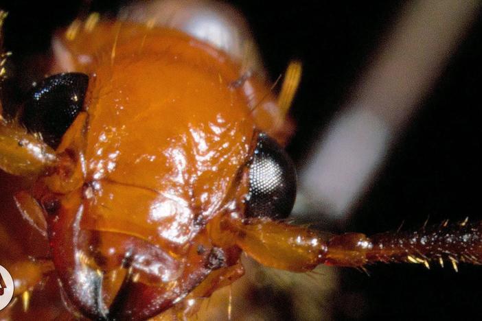 The Bombardier Beetle And Its Crazy Chemical Cannon: asset-mezzanine-16x9