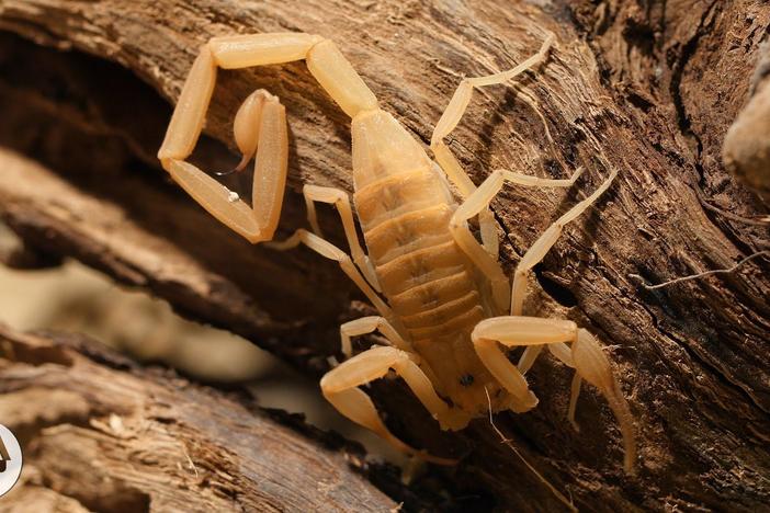 Stinging Scorpion vs. Pain-Defying Mouse: asset-mezzanine-16x9