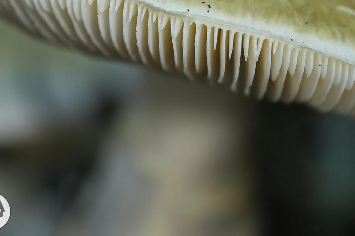This Mushroom Starts Killing You Before You Even Realize It: asset-mezzanine-16x9