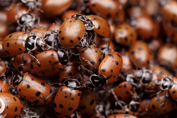 The Ladybug Love-In: A Valentine's Special: asset-mezzanine-16x9