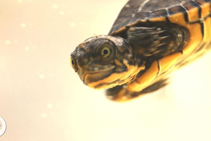 These Crazy Cute Baby Turtles Want Their Lake Back: asset-mezzanine-16x9