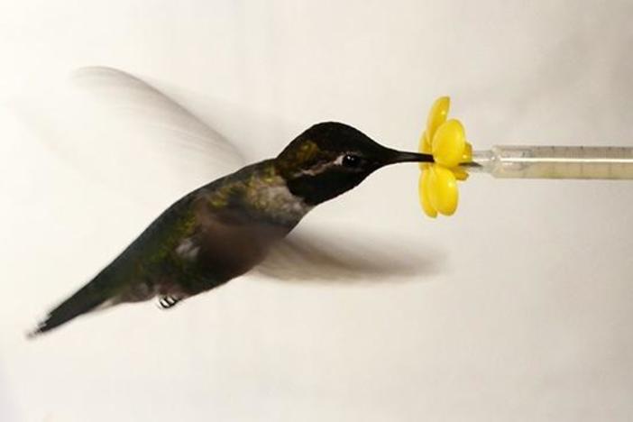 What Happens When You Put a Hummingbird in a Wind Tunnel?: asset-mezzanine-16x9