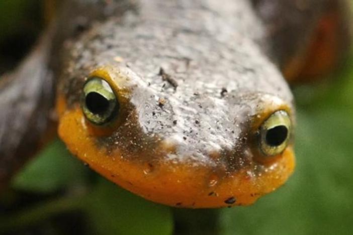 Newt Sex: Buff Males! Writhing Females! Cannibalism! : asset-mezzanine-16x9
