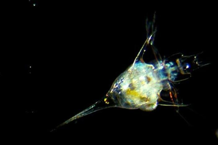 From Drifter to Dynamo: The Story of Plankton : asset-mezzanine-16x9