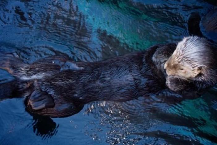 The Fantastic Fur of Sea Otters : asset-mezzanine-16x9