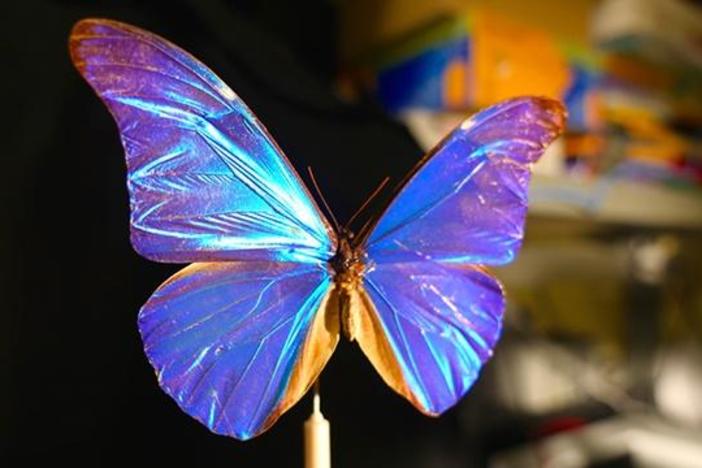 What Gives the Morpho Butterfly Its Magnificent Blue?: asset-mezzanine-16x9