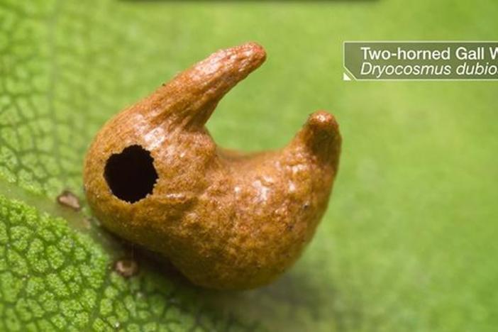 What Gall! The Crazy Cribs of Parasitic Wasps: asset-mezzanine-16x9