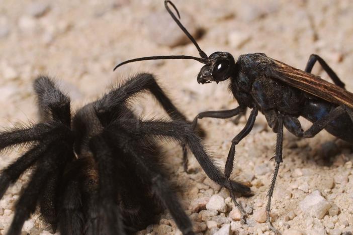 Tarantulas Take Hooking Up To The Next Level: asset-mezzanine-16x9