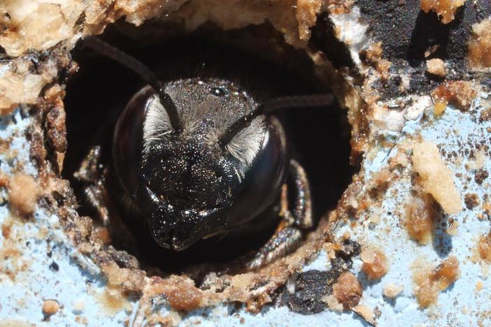 This Bee Gets Punched by Flowers For Your Ice Cream: asset-mezzanine-16x9