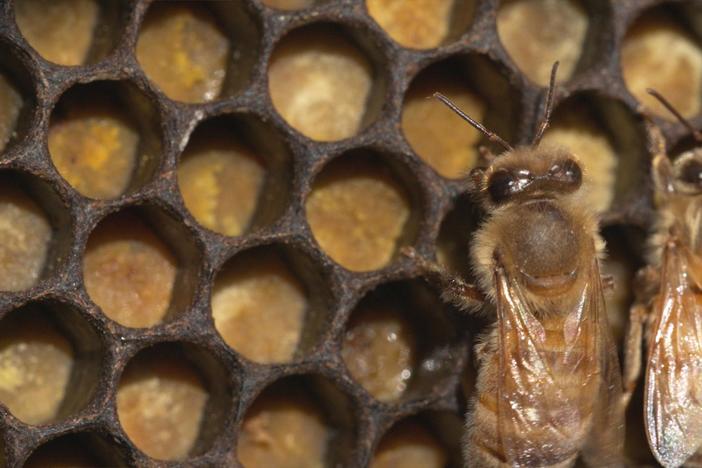 Honey Bees Make Honey ... and Bread?: asset-mezzanine-16x9