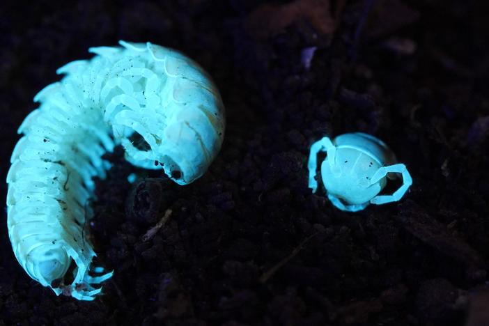This Millipede and Beetle Have a Toxic Relationship: asset-mezzanine-16x9