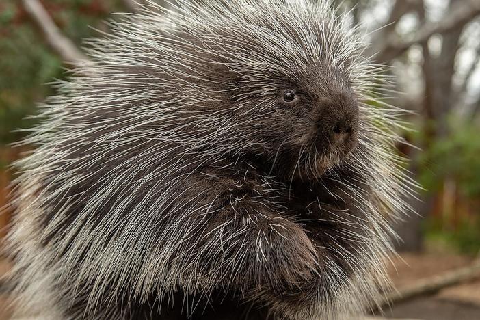 Porcupines Give You 30,000 Reasons to Back Off: asset-mezzanine-16x9