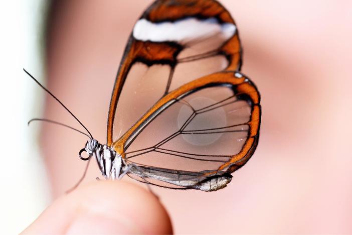 Glasswing Butterflies Want To Make Something Perfectly Clear: asset-mezzanine-16x9