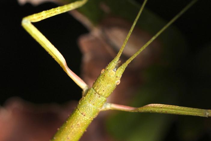 Walking Sticks Stop, Drop and Clone to Survive: asset-mezzanine-16x9