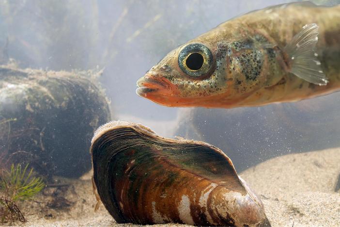 California Floater Mussels Take Fish For an Epic Joyride: asset-mezzanine-16x9