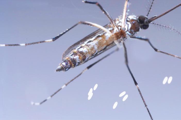 This Dangerous Mosquito Lays Her Armored Eggs in Your House: asset-mezzanine-16x9