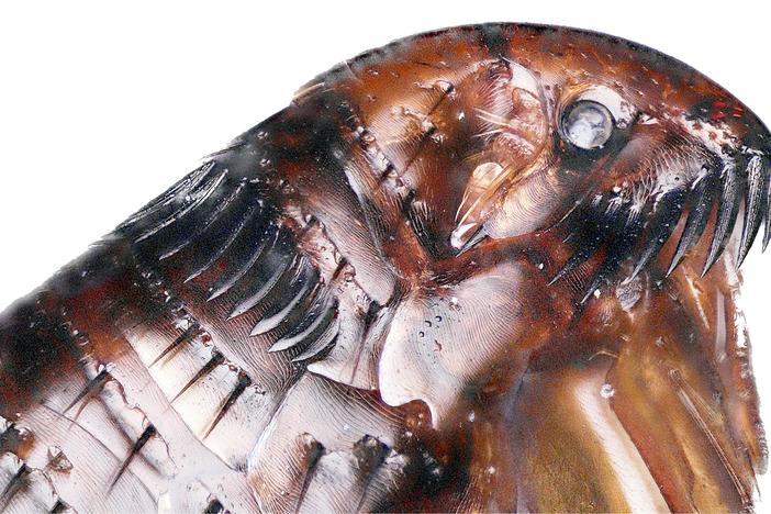 A Flea's Fantastic Jump Takes More Than Muscle: asset-mezzanine-16x9