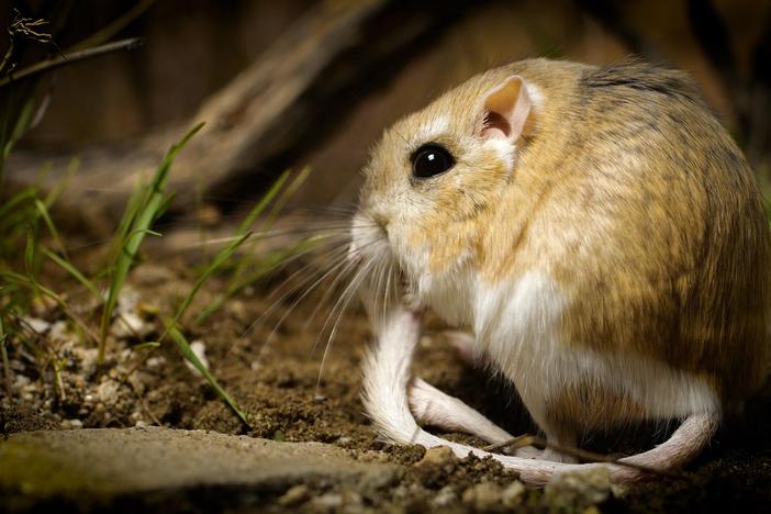 Kangaroo Rats Are Furry, Spring-Loaded Ninjas: asset-mezzanine-16x9