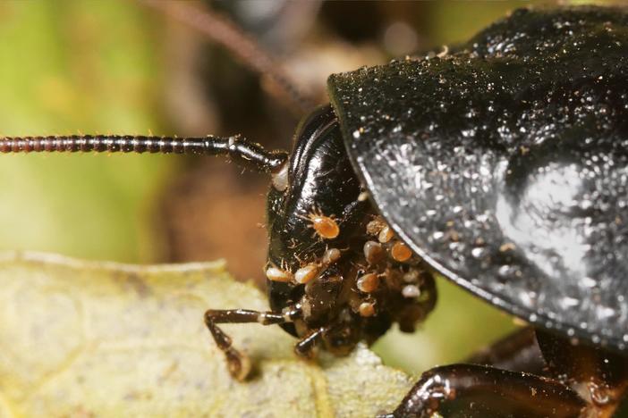 You Wish You Had Mites Like This Hissing Cockroach: asset-mezzanine-16x9