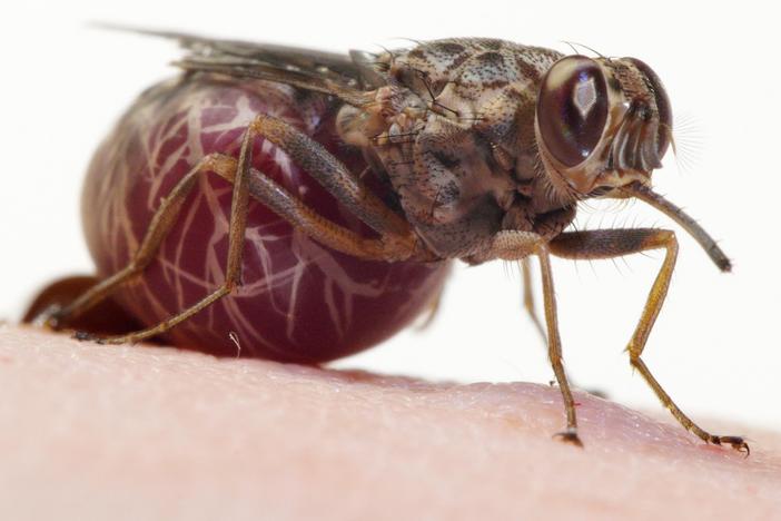 A Tsetse Fly Births One Enormous Milk-Fed Baby: asset-mezzanine-16x9