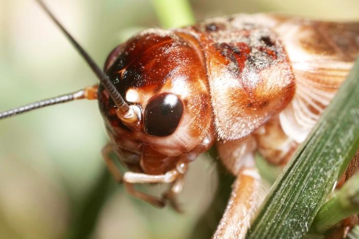 Why Crickets Just Won't Shut Up: asset-mezzanine-16x9
