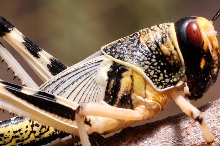 These Swarming Locusts Are Grasshoppers Gone Wrong: asset-mezzanine-16x9