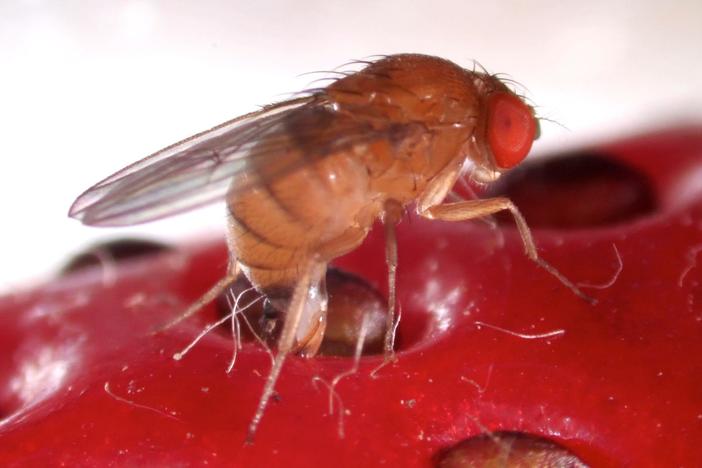 This Freaky Fruit Fly Lays Eggs in Your Strawberries: asset-mezzanine-16x9