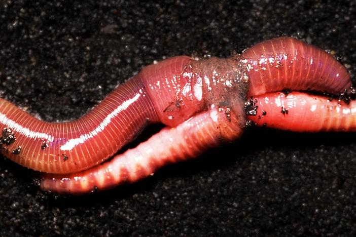 Earthworm Love is Cuddly...and Complicated: asset-mezzanine-16x9