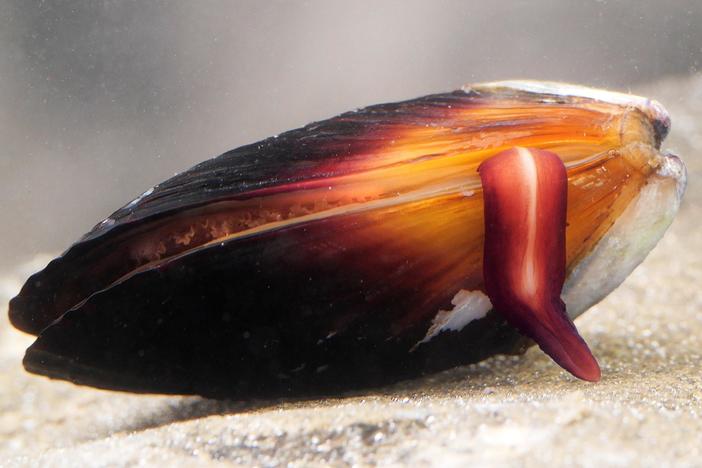 How Does the Mussel Grow its Beard?: asset-mezzanine-16x9
