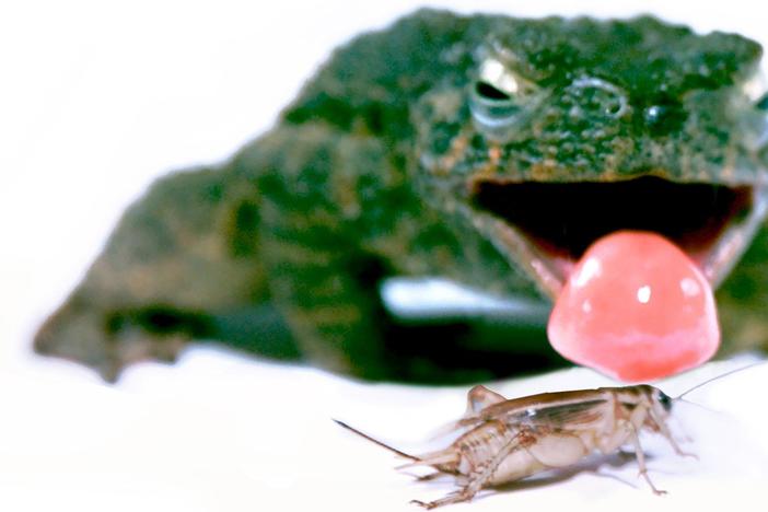 Toad Tongues Slay With Seriously Sticky Spit: asset-mezzanine-16x9